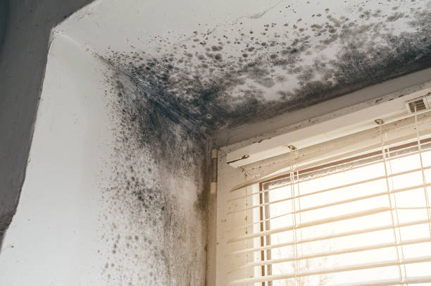 Affordable Attic Mold Remediation solutions in Seaboard, NC