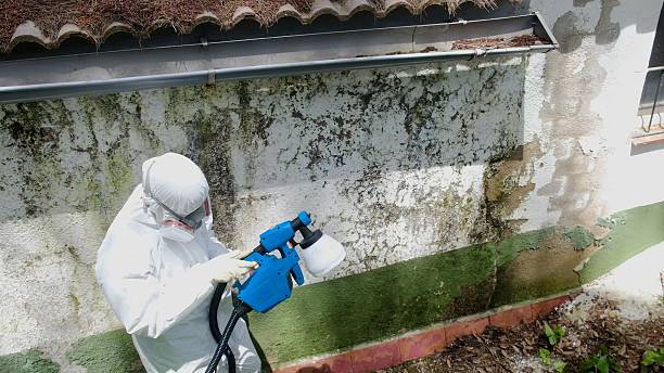 Top rated local Attic Mold Remediation specialists in Seaboard, NC